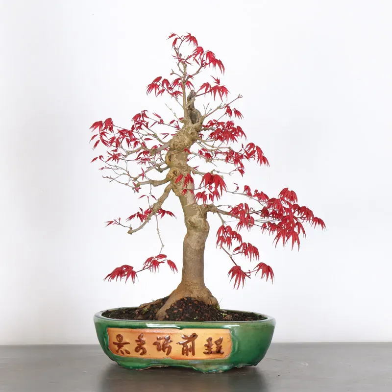 JAPANESE RED MAPLE "ACER DESHOJO" 2-10