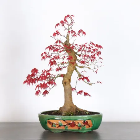 image supplémentaire - ÉRABLE ROUGE DU JAPON "ACER...