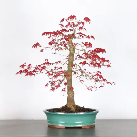 image supplémentaire - JAPANESE RED MAPLE "ACER...