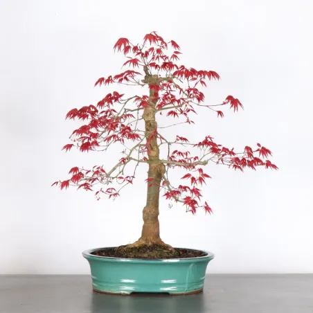 ÉRABLE ROUGE DU JAPON "ACER DESHOJO" 2-14