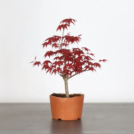 ÉRABLE ROUGE DU JAPON "ACER DESHOJO" 2-15