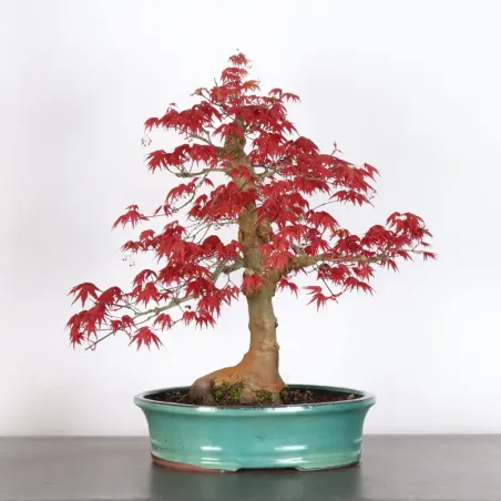 JAPANESE RED MAPLE "ACER DESHOJO" 2-17