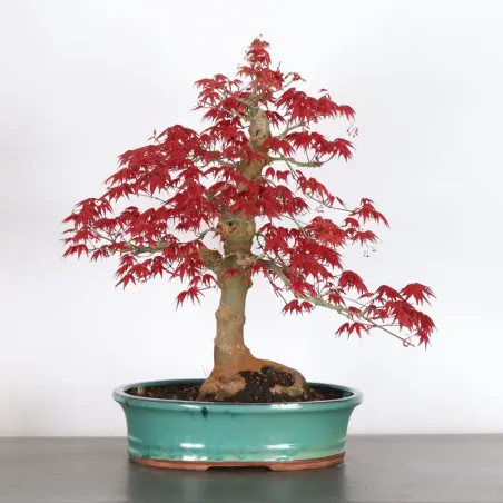 image supplémentaire - JAPANESE RED MAPLE "ACER...