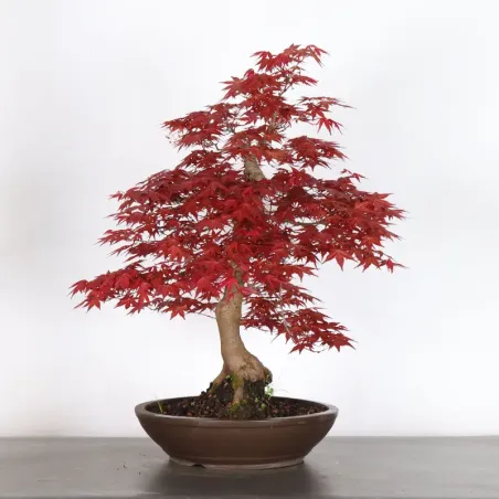 ÉRABLE ROUGE DU JAPON "ACER DESHOJO" 2-18