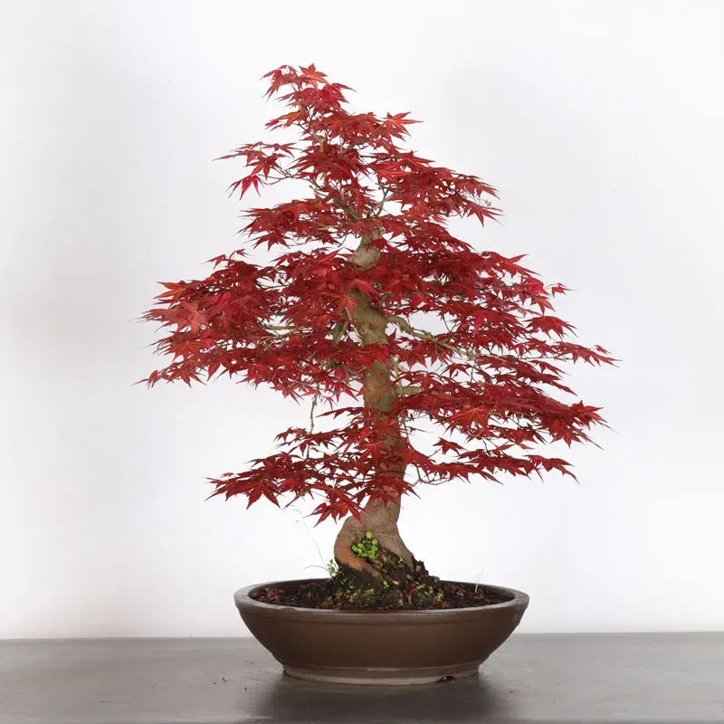 image supplémentaire - ÉRABLE ROUGE DU JAPON "ACER...