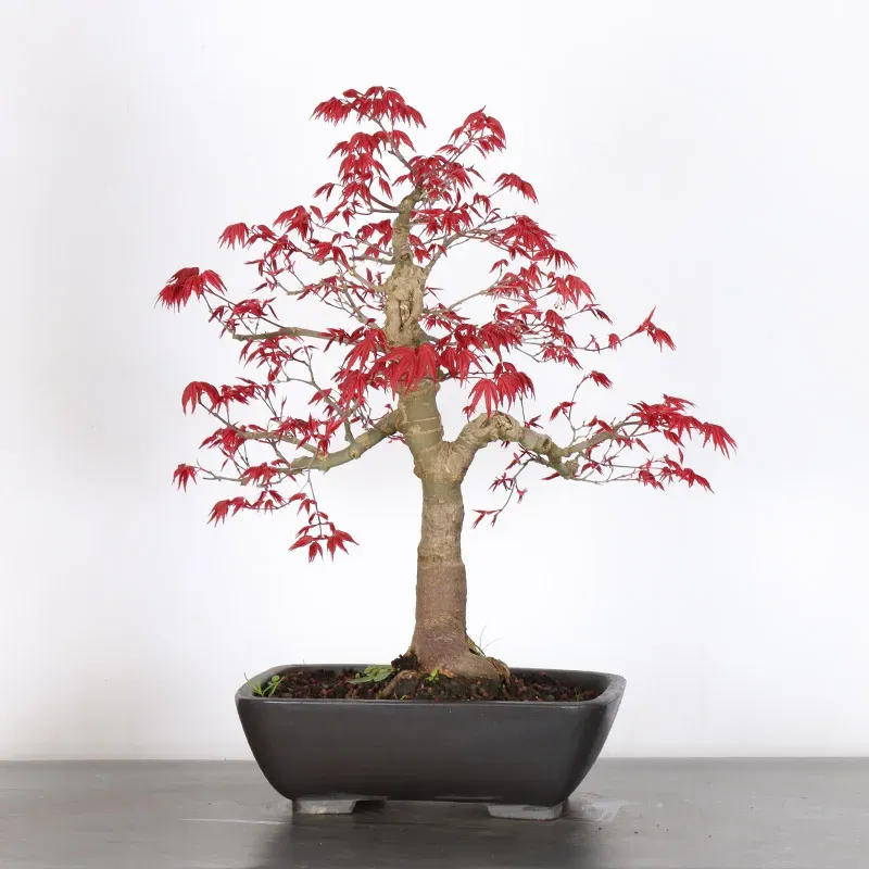 image supplémentaire - ÉRABLE ROUGE DU JAPON "ACER...
