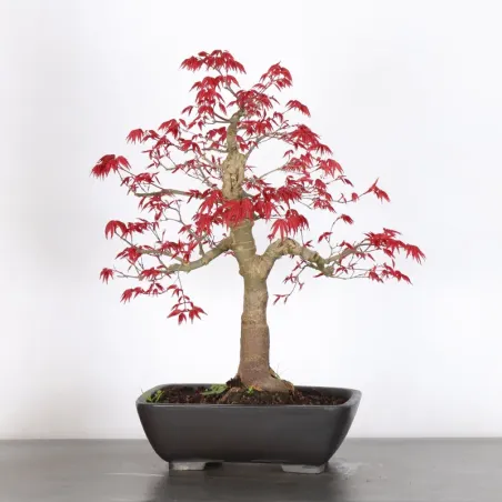 image supplémentaire - JAPANESE RED MAPLE "ACER...