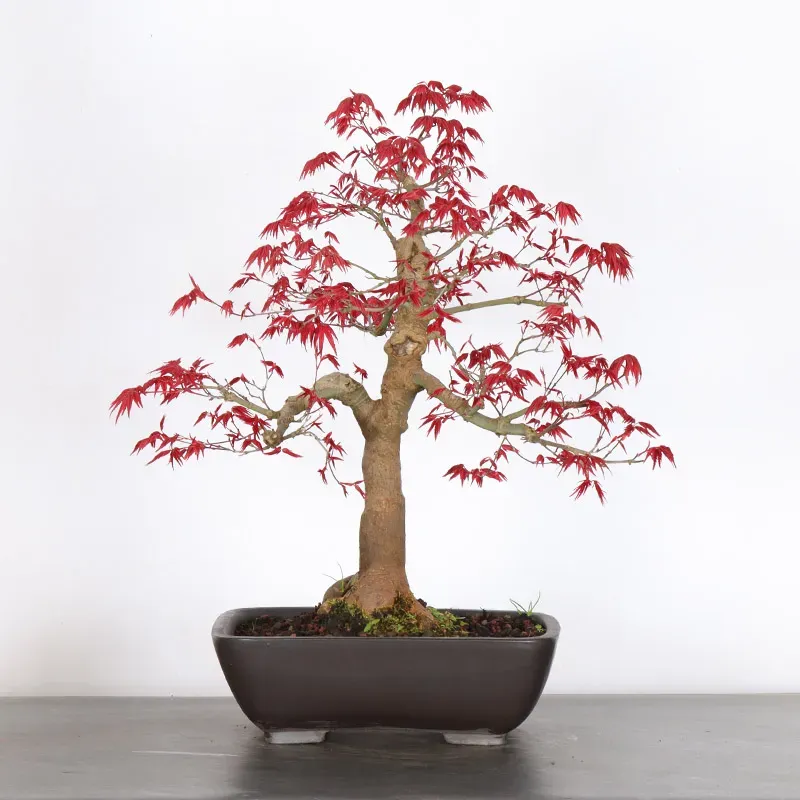 Bonsai Erable Palmatum Deshojo AD-3-2