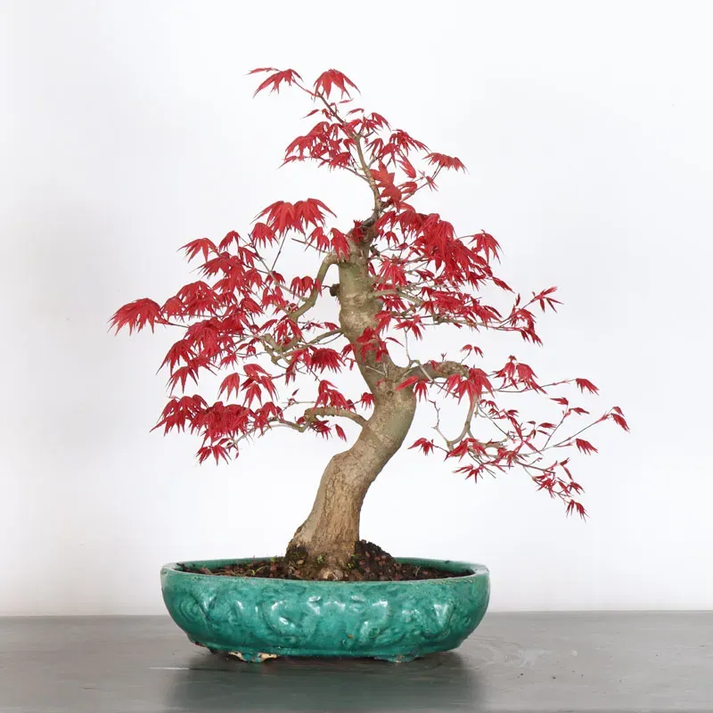 image supplémentaire - JAPANESE RED MAPLE "ACER...
