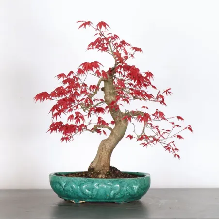 image supplémentaire - ÉRABLE ROUGE DU JAPON "ACER...