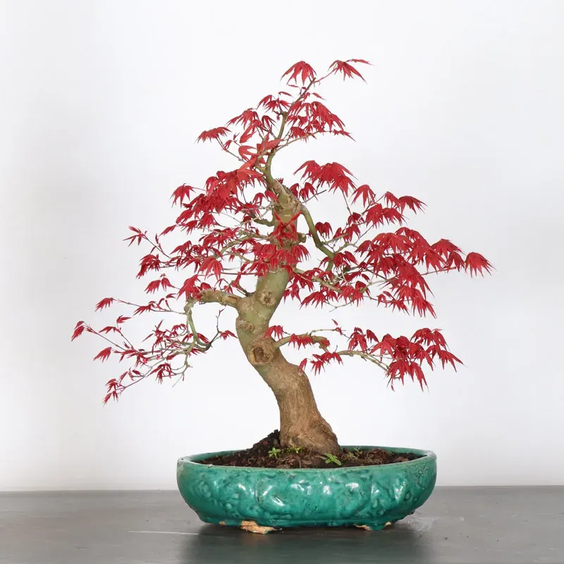 Bonsai Acer Deshojo AD-3-5