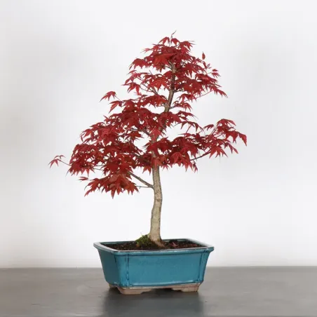 Bonsai Acer Deshojo AD-3-7