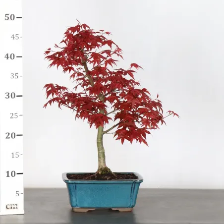 image supplémentaire - JAPANESE RED MAPLE "ACER...