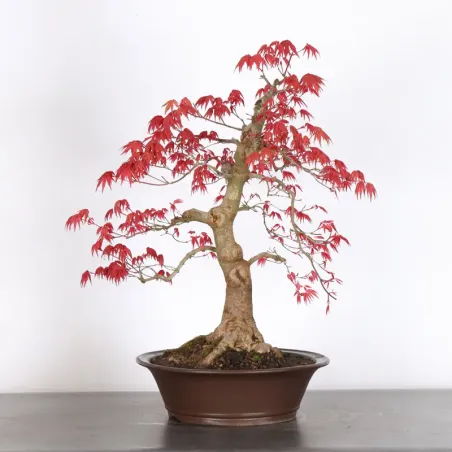Bonsai Acer Deshojo AD-3-9