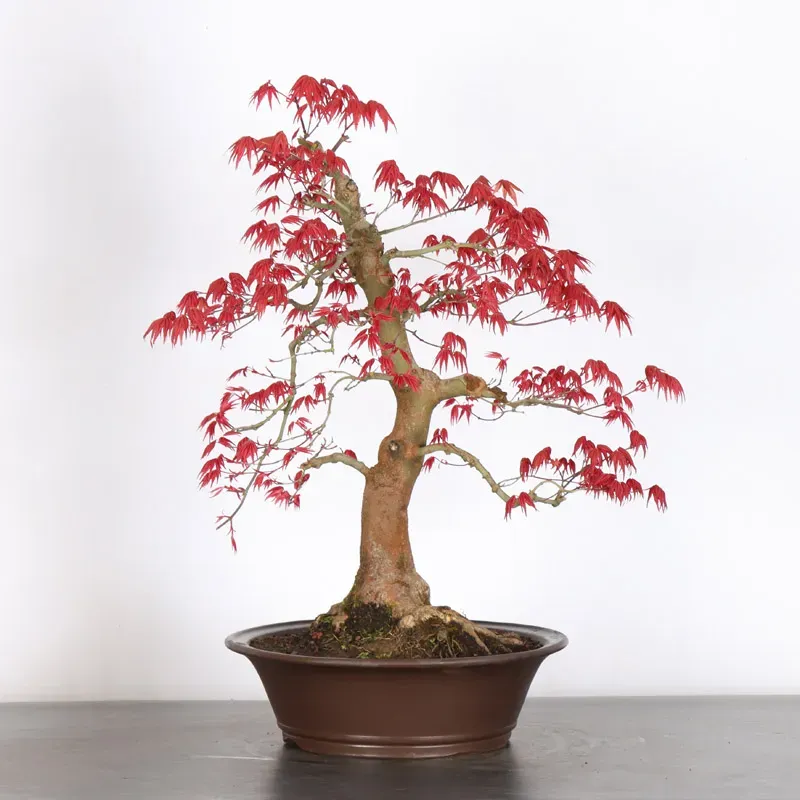 image supplémentaire - ÉRABLE ROUGE DU JAPON "ACER...