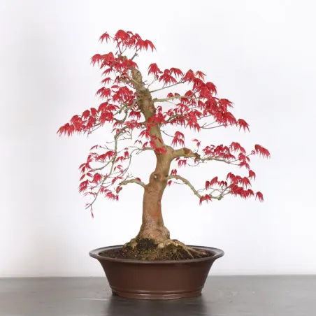 image supplémentaire - JAPANESE RED MAPLE "ACER...