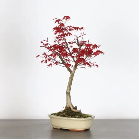 JAPANESE RED MAPLE "ACER DESHOJO" 4-1