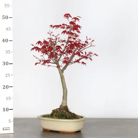 image supplémentaire - ÉRABLE ROUGE DU JAPON "ACER...