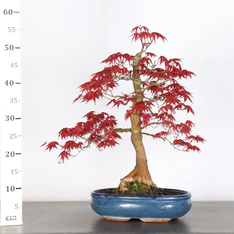 image supplémentaire - ÉRABLE ROUGE DU JAPON "ACER...