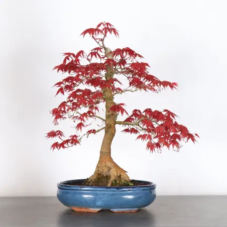 ÉRABLE ROUGE DU JAPON "ACER DESHOJO" 4-4