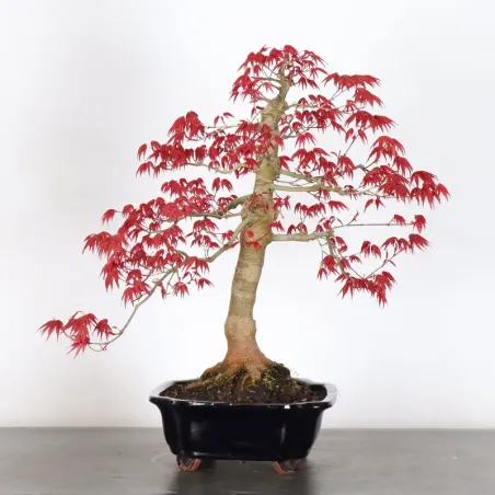 image supplémentaire - JAPANESE RED MAPLE "ACER...