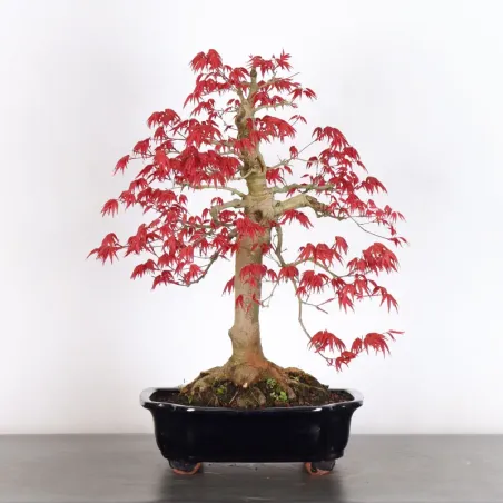 JAPANESE RED MAPLE "ACER DESHOJO" 4-5
