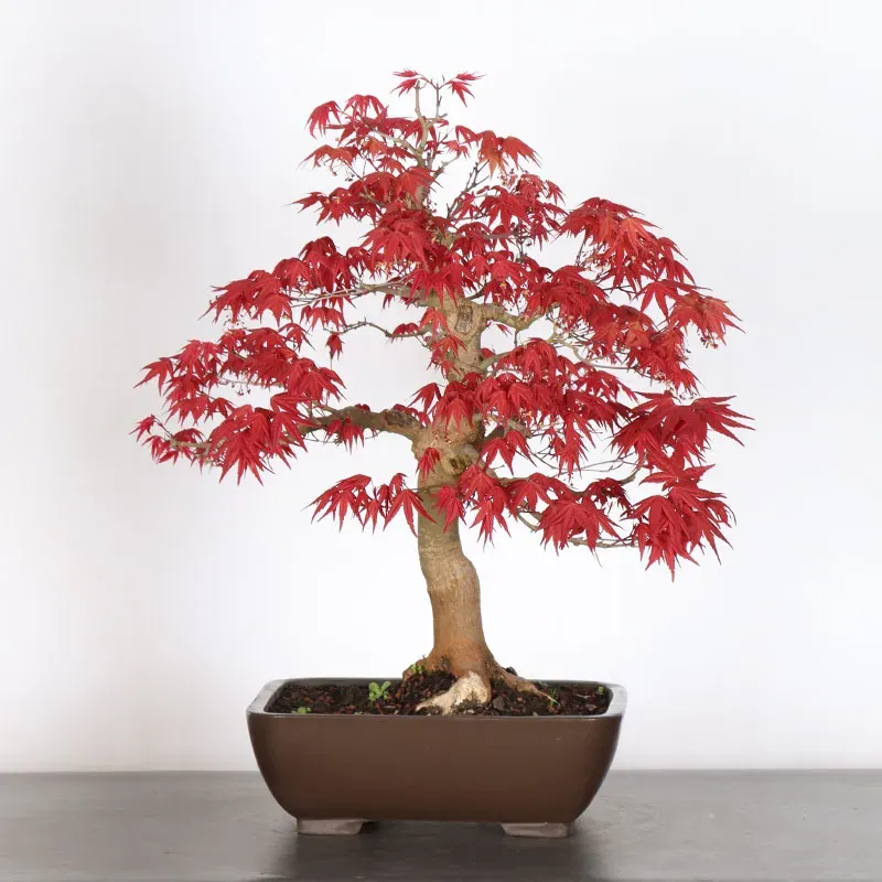 JAPANESE RED MAPLE "ACER DESHOJO" 4-6