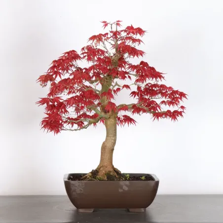 image supplémentaire - JAPANESE RED MAPLE "ACER...