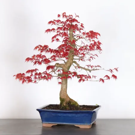 image supplémentaire - ÉRABLE ROUGE DU JAPON "ACER...