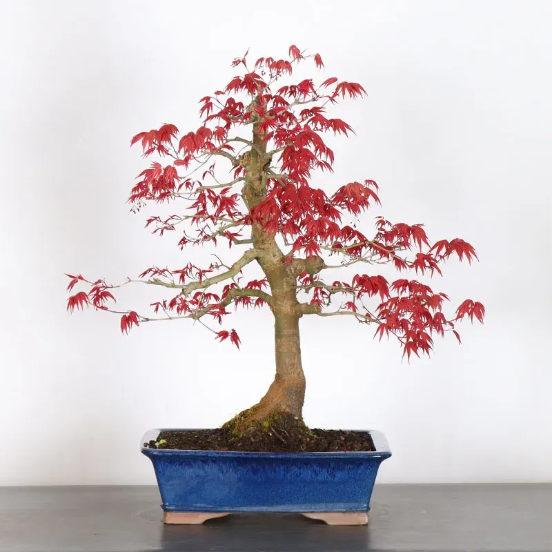 ÉRABLE ROUGE DU JAPON "ACER DESHOJO" 4-9
