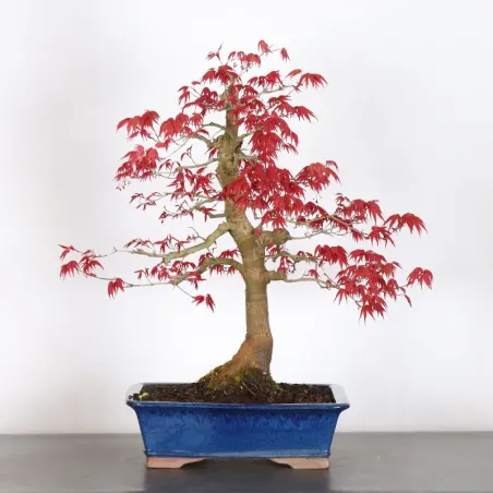 JAPANESE RED MAPLE "ACER DESHOJO" 4-9