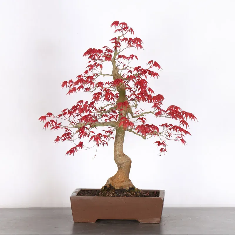 JAPANESE RED MAPLE "ACER DESHOJO" 4-12