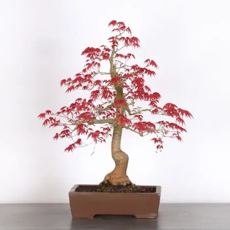 JAPANESE RED MAPLE "ACER DESHOJO" 4-12