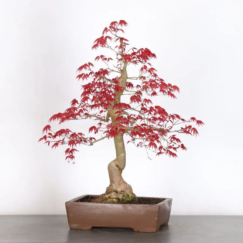 image supplémentaire - ÉRABLE ROUGE DU JAPON "ACER...