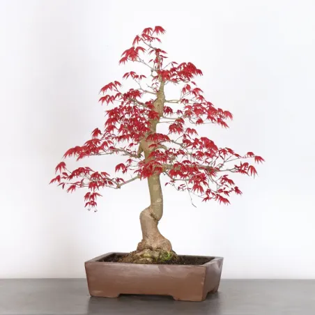image supplémentaire - ÉRABLE ROUGE DU JAPON "ACER...