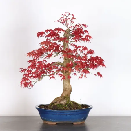image supplémentaire - ÉRABLE ROUGE DU JAPON "ACER...