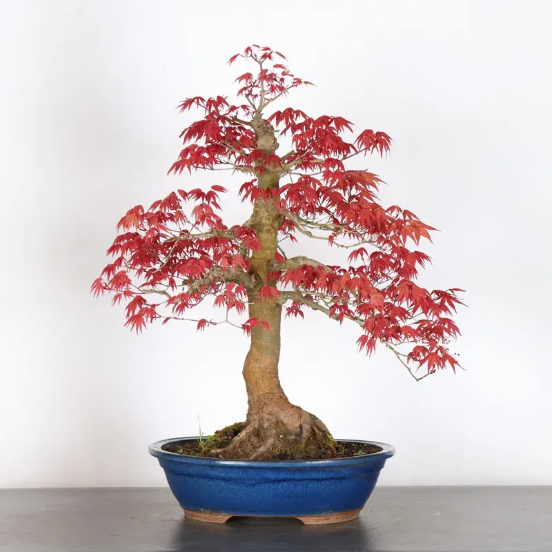 ÉRABLE ROUGE DU JAPON "ACER DESHOJO" 4-13