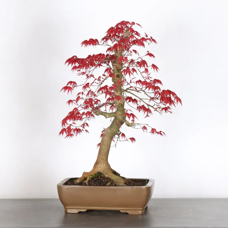 ÉRABLE ROUGE DU JAPON "ACER DESHOJO" (pot ébréché) 4-14