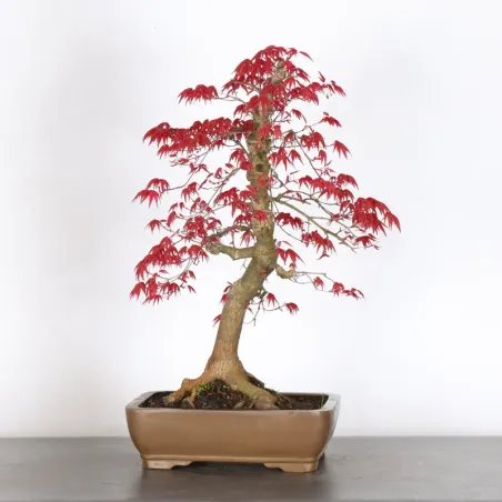 ÉRABLE ROUGE DU JAPON "ACER DESHOJO" (pot ébréché) 4-14