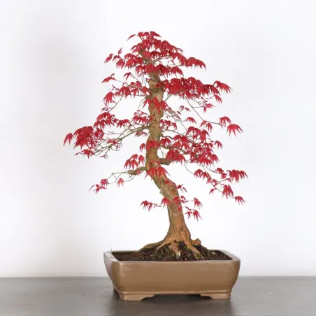 image supplémentaire - JAPANESE RED MAPLE "ACER...