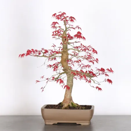 image supplémentaire - JAPANESE RED MAPLE "ACER...