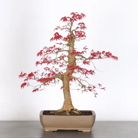 JAPANESE RED MAPLE "ACER DESHOJO" 4-2