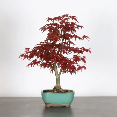 JAPANESE RED MAPLE "ACER DESHOJO" 4-16