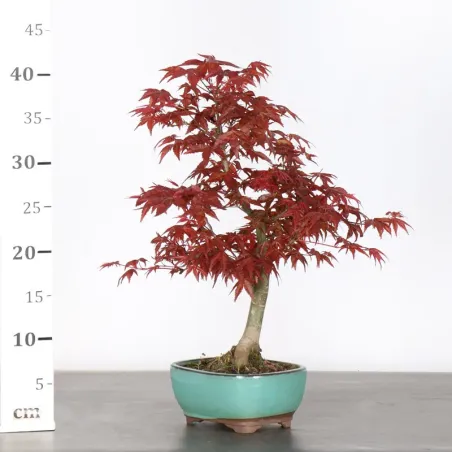image supplémentaire - ÉRABLE ROUGE DU JAPON "ACER...