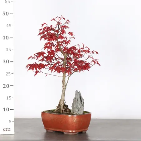 image supplémentaire - JAPANESE RED MAPLE "ACER...