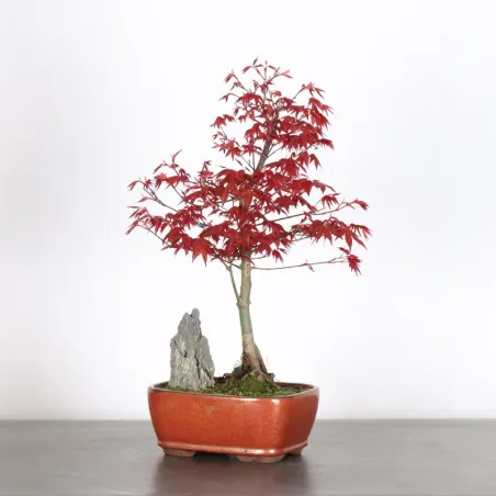 ÉRABLE ROUGE DU JAPON "ACER DESHOJO" 4-17