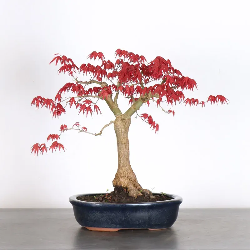 JAPANESE RED MAPLE "ACER DESHOJO" 3-9