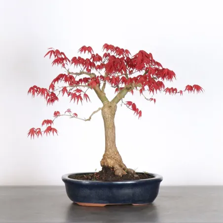 ÉRABLE ROUGE DU JAPON "ACER DESHOJO" 3-9