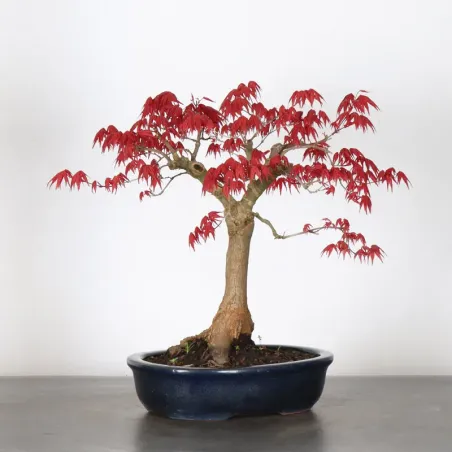 image supplémentaire - ÉRABLE ROUGE DU JAPON "ACER...