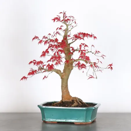 JAPANESE RED MAPLE "ACER DESHOJO" 3-20
